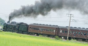 rice field I