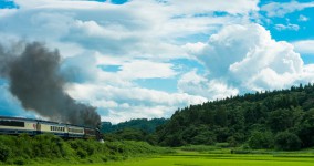 rice field IV