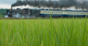 rice field II