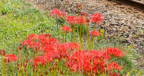 spider lily V