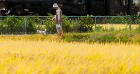 the golden waves of grain