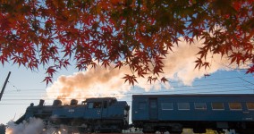 Japanese maple I