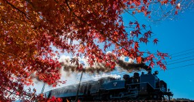 Japanese maple II