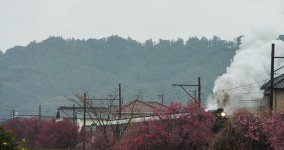 rainy ume blossoms