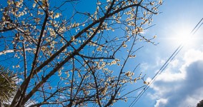 ume blossoms II