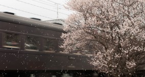 shower of ume blossoms