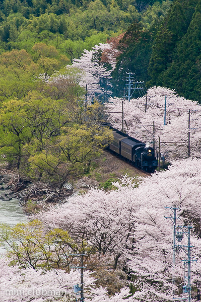 Fukuyo - Owada