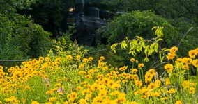 Coreopsis lanceolata I