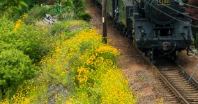 Coreopsis lanceolata II