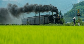 rice field I