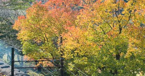 autumn colors VIII