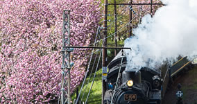 double cherry blossoms I