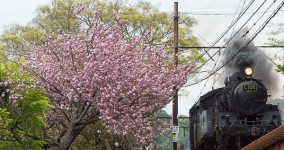 double cherry blossoms III