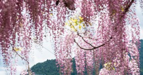 Japanese wisteria II