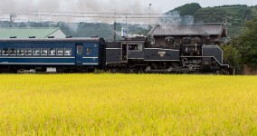 golden rice fields