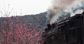 ume blossoms I