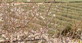 ume blossoms IV