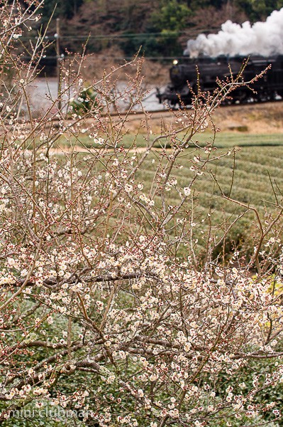 Aobe - Sakidaira