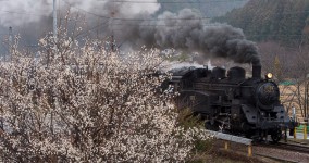 ume blossoms V