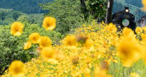 Coreopsis lanceolata I