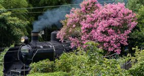 crape myrtle III