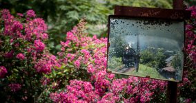 crape myrtle II