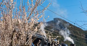 ume blossoms IV