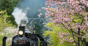 double cherry blossoms I