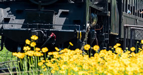 Coreopsis lanceolata I