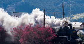 ume blossoms I