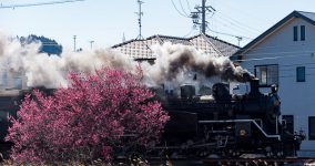 ume blossoms II