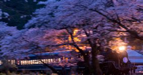 Cherry blossoms at night II