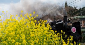 rape blossoms I