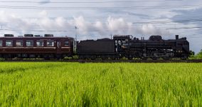 rice field IV