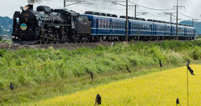 golden rice field I