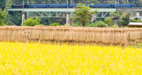 golden rice field III